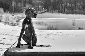 Most danes are friendly in temperament. Great Dane Price In India Hight Weight Lifespan Top Breeders