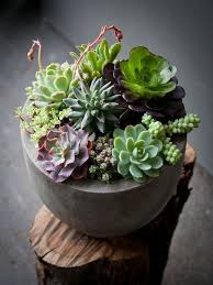 The 15 most creative ways to display succulents in your home. Indoor Succulent Gardens And Amazing Decorative Compositions