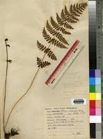 Image result for Athyrium schimperi