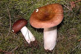 Image result for Russula perlactea