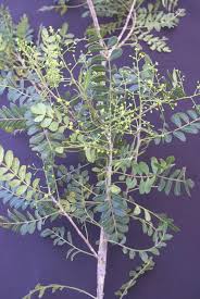 Image result for Schinopsis