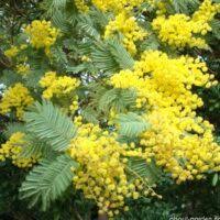 Image result for Acacia decurrens