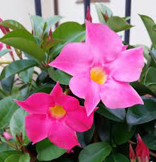 Le piante da appartamento con fiori, poi, sono eleganti, piacevoli, un vero spazio di classe per ogni stile ed ogni arredamento. Piante Rampicanti Da Interno Quali Scegliere E Come Curarle Lombarda Flor