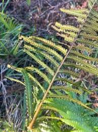 Image result for Cyclosorus striatus