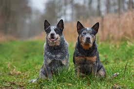 Do Australian Cattle Dogs Have A Double Coat Neeness