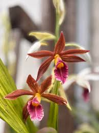 Image result for Phaius