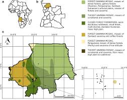 Image result for Anisophyllea quangensis