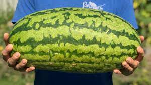 We Grew Our First GIANT Watermelon From Seed! - YouTube