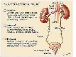 Transient proteinuria usually resolves without treatment. Acute Renal Failure Nursing Care Plan Management Nursing Path