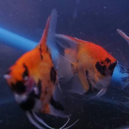 RD #manfish #ikanhias #angelfish #ornamentalfish