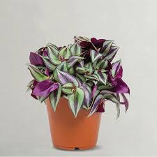 Image result for Tradescantia zebrina