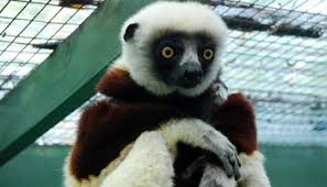 Espèces, espaces en voie de disparition. Petition Pour La Preservation Des Especes Animales En Voie De Disparition En Europe