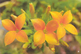 Image result for Kalanchoe hametiorum