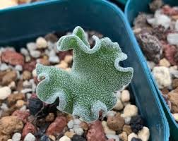 Image result for Eriospermum