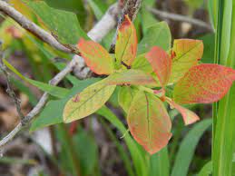 What to do if your plant is suffering from chlorosis Iron Chlorosis Dummer Garden Manage Gfinger Es La App De Jardineria Mas Profesional