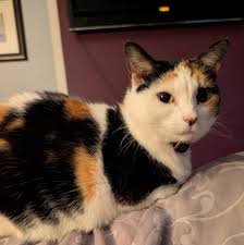 Alden Crittenden between North and Genesee. PLEASE ONLY COMMENT SIGHTINGS  ❗️ We are missing our indoor cat, Ruth. Last seen 11/23 at 10am. She is  sweet but can be skittish to new