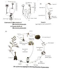 We did not find results for: Draw Labelled Diagrams Of Br A Female And Male Thallus Of