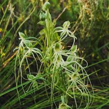 Image result for Heywoodia