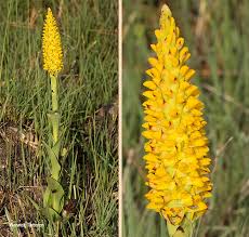 Image result for Disa woodii