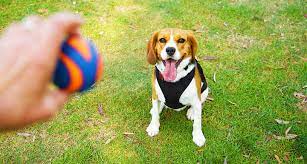Maybe you would like to learn more about one of these? Basic Dog Training How To Teach A Dog To Fetch Bechewy