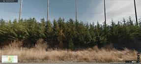 Image result for what can i plant instead of leyland cypress