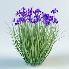 3d Iris Sibirica Model Flowering Shrubs Blue Flowers Flower Texture