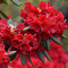 Image result for Rhododendron