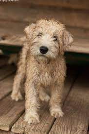 Pin On Soft Coated Wheaten Terriers