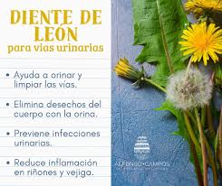 El diente de león (Taraxacum officinale) es una planta medicinal muy  conocida por sus propiedades depurativas y diuréticas. Aunque muchas veces  se le considera una "maleza", sus hojas, flores y raíces tienen