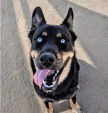 Check out a rottsky video. Husky Rottweiler Mix Rottsky Breed Guide Photos Facts My Happy Husky
