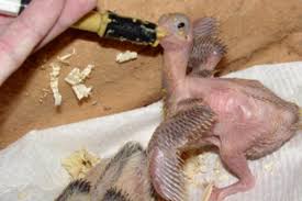The darkening system winning pigeon racing and racing pigeons strateg. Building Consistency Pretzel Breeding Part 3 Of 6 Winning Pigeon Racing And Racing Pigeons Strategies Pigeon Insider