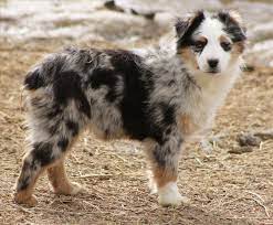 If you require a pup with breeding rights or for show quality with a top pedigree then expect to pay from $1,700 upwards to $2,500 or even more. Couscous Romantisk Orn Mini Australian Shepherd For Sale Oxide Bemaerkning Bornecenter