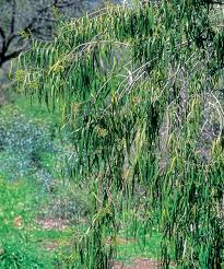 Add this pretty and interesting feature to your home decor and watch it grow in. Exciting Evergreens For Southern California Finegardening