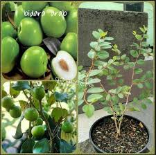 Petani mesir membuat roti yang sama hingga akhir awal. Terbaru Harga Tanaman Bidara Dan Fungsinya Bagi Kesehatan