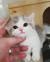 That Slightest Of Eye Squints Says It All Tho Video Cute Animals Cute Baby Animals Kittens Cutest