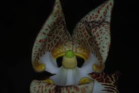 Image result for Monodora junodii