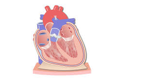 Image result for Pericardium