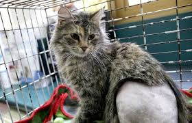 Most shelters will charge more for kittens, and less for older cats who have health problems, and most provide standard veterinary care (vaccinations, spay/neuter surgery/microchip insertion, etc talk to your vet to see how much food your cat really needs. Sneaky Cat Owners Milk Cut Price Desexing Scheme Stuff Co Nz