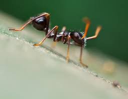 Image result for Heinsenia