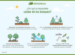 Reforestacion Que Es Tipos Y Casos De Exito Iberdrola