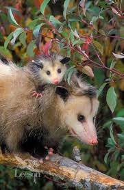 Pin By Florence Lee On Life On Earth Animals Funny Animals Animals Wild
