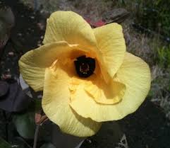 Image result for Hibiscus tiliaceus