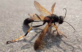 Guest post by sydney glass, integrated pest management intern.appearance: Dallas Metro Wasp Identification Prevention Addison Pest