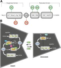 889 song search results for ta' bueno ya. Regulation Of Cellular Communication By Signaling Microdomains In The Blood Vessel Wall Pharmacological Reviews