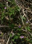 Image result for Ipomoea wightii
