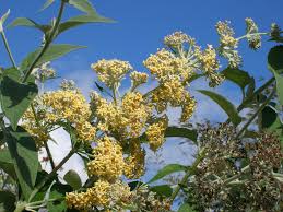 Image result for Buddleja madagascariensis