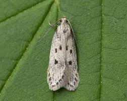 Image result for Bryotropha senectella
