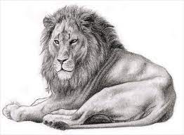 Maybe you would like to learn more about one of these? Realistic Easy To Draw Lion Novocom Top