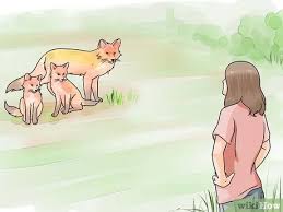 Over the years, we've tried all kinds of solutions from natural fox repellents to sonic scarers. 4 Ways To Deter Foxes Wikihow
