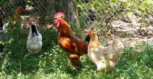 Check spelling or type a new query. Cockerels Vs Pullets Gendering Your Chicks Organic Chicken Feed